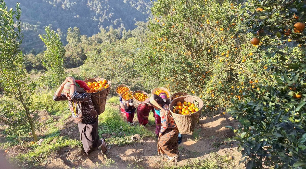 एउटै बगानमा विश्ववहादुरले फलायाे ७५ लाखको सुन्तला  